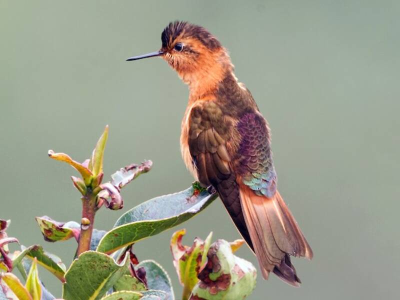 Colibrì raggiosole splendente