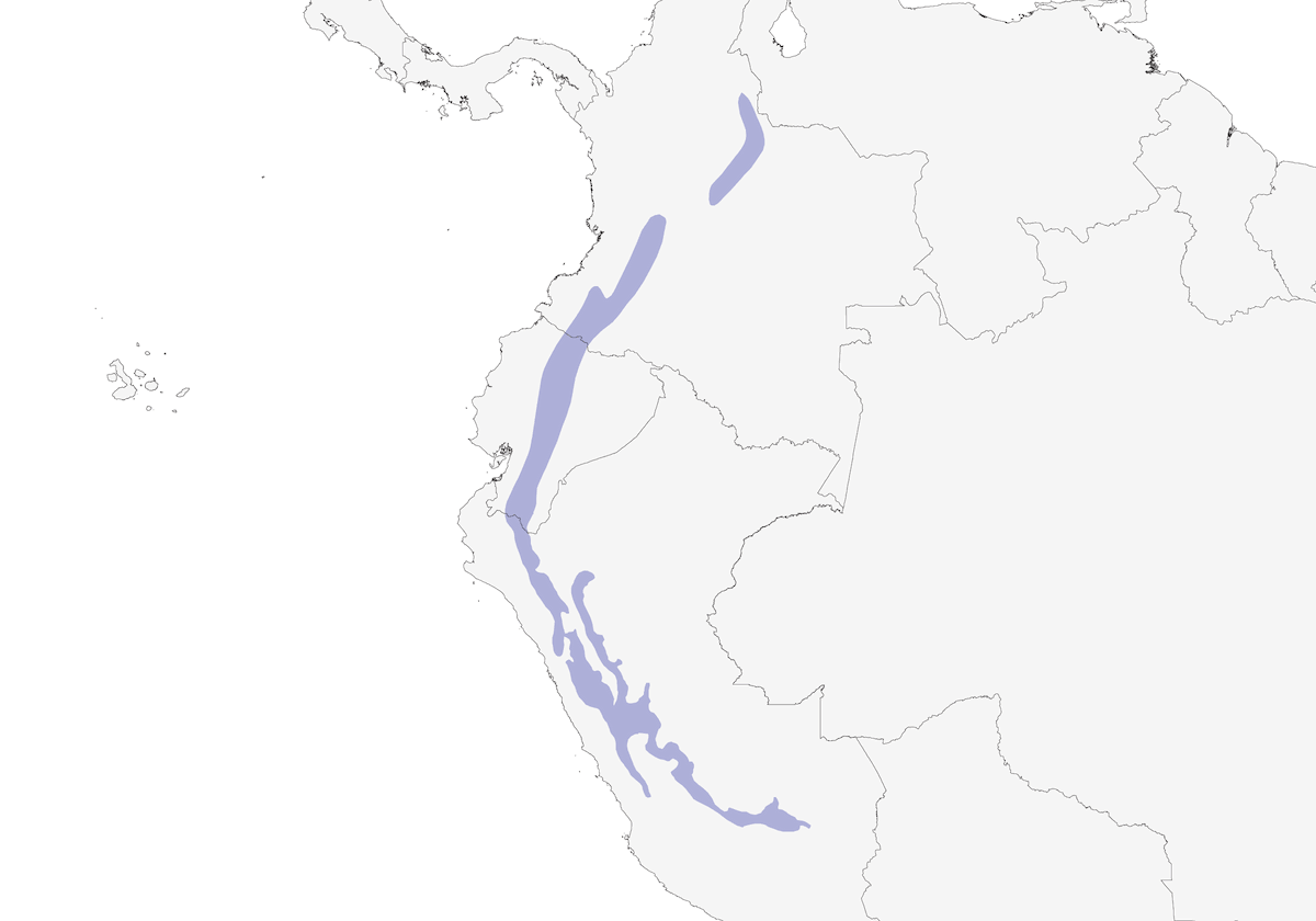 Héliange étincelante, Distribution 1