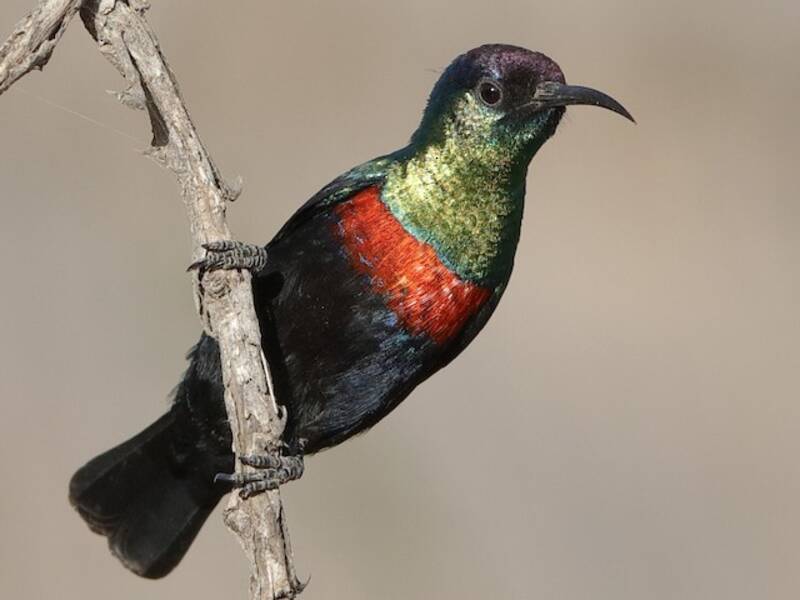 Abyssinian Sunbird, 照片 4