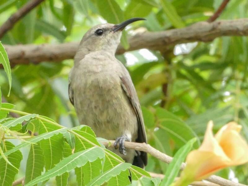 Abyssinian Sunbird