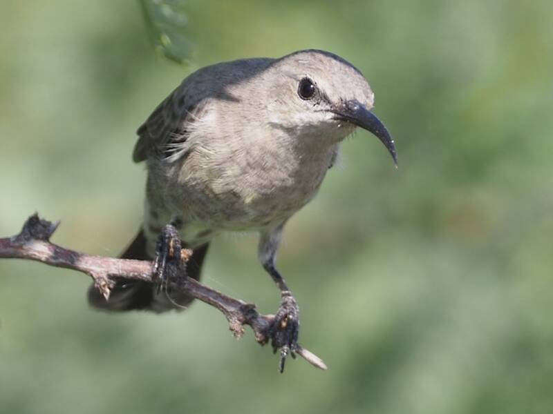 Abyssinian Sunbird, 照片 2