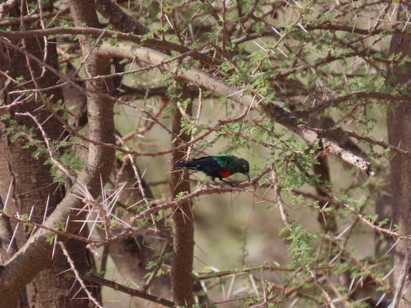 Abyssinian Sunbird, 照片 3