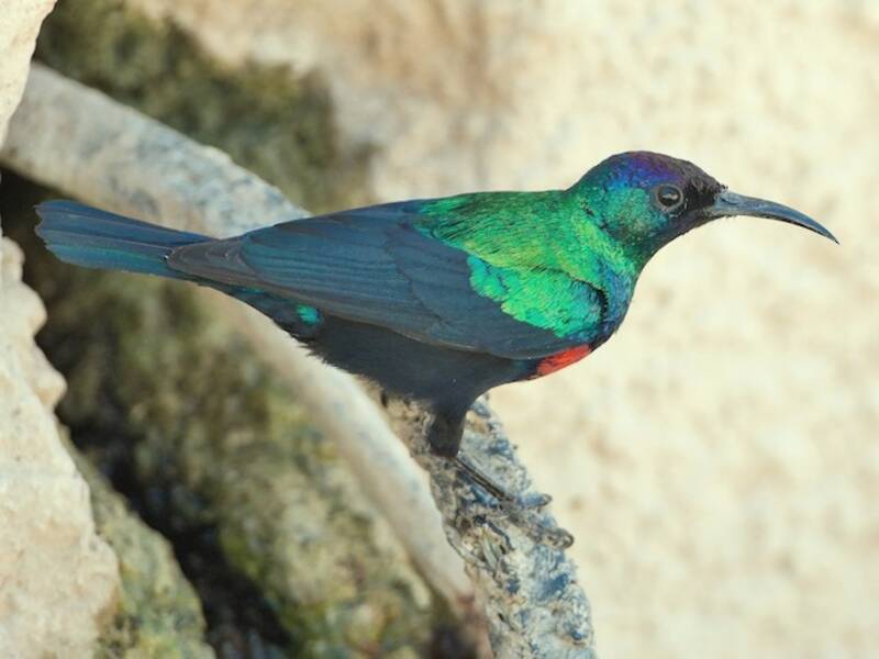 Arabian Sunbird
