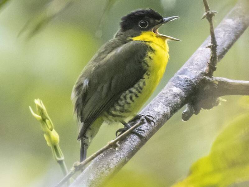 Schmuckpipra, Fotos 4