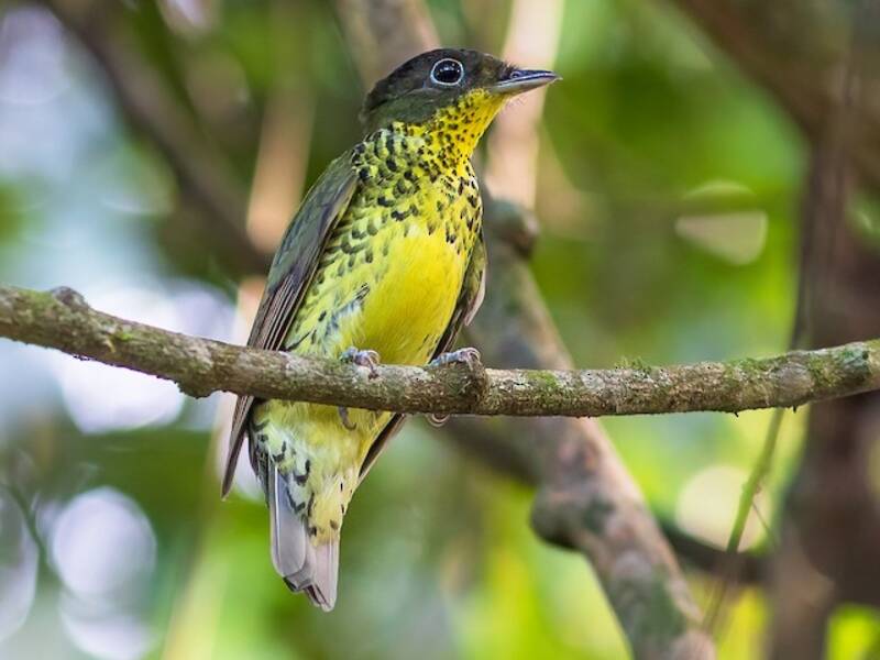 Brazilian Laniisoma, Photos 2