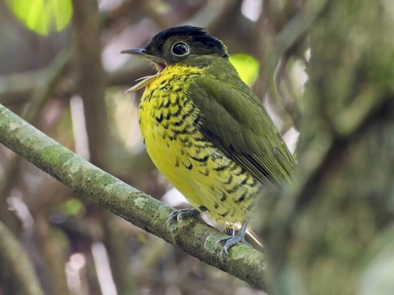Brazilian Laniisoma, Photos 4