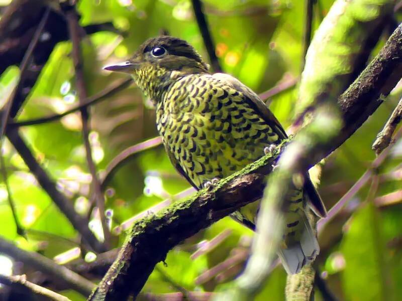 Brazilian Laniisoma, Photos 3