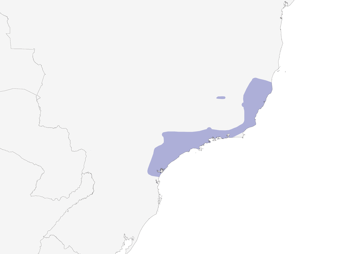 Brazilian Laniisoma, Distribution 1