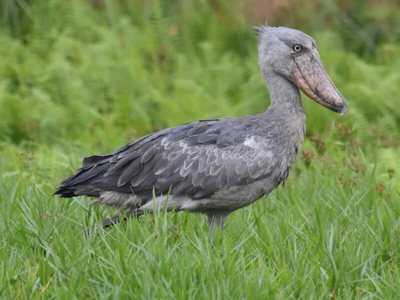 Shoebill, Photos 3