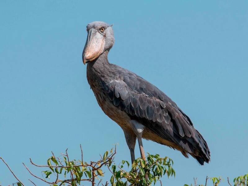 Shoebill, Photos 4