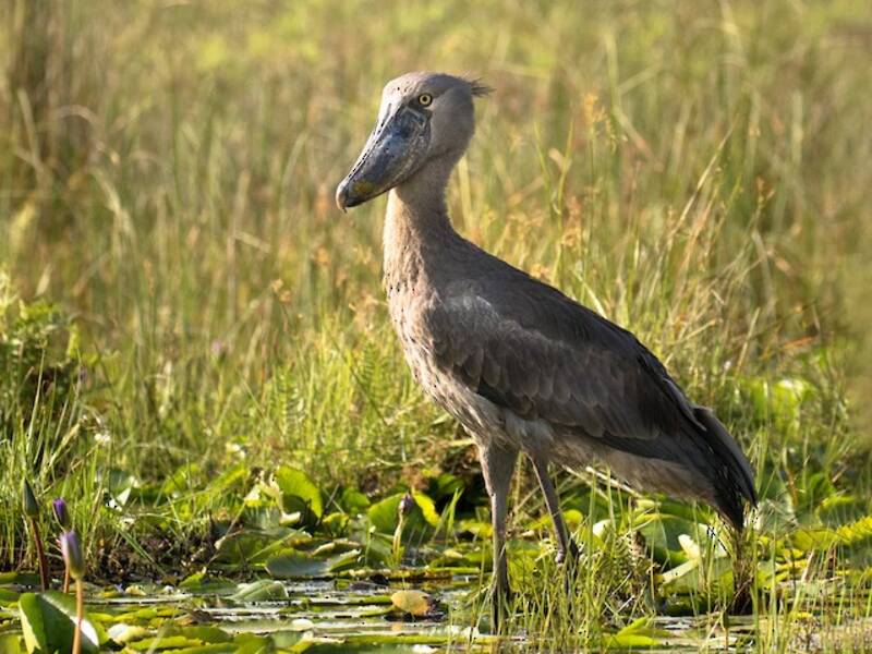 Shoebill, Photos 2