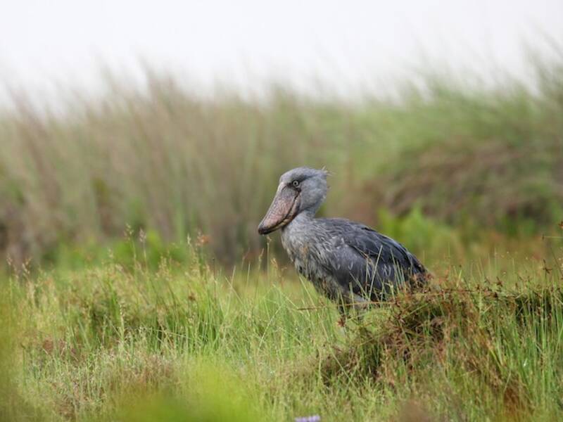 Shoebill (Balaeniceps rex)