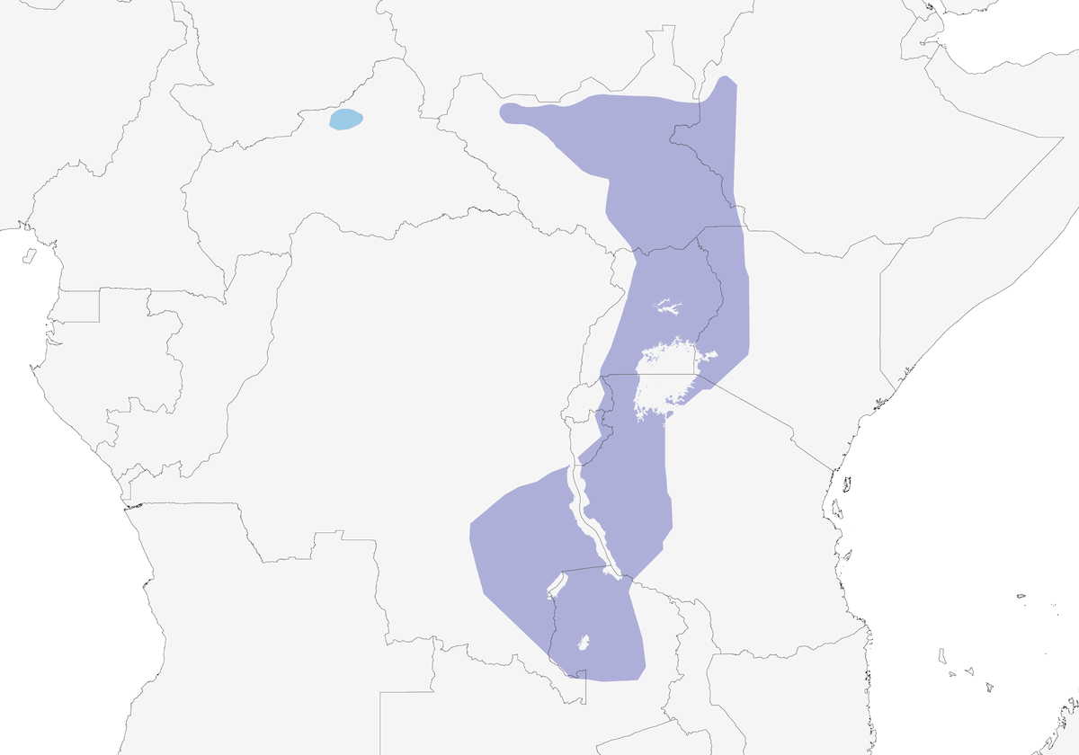 Shoebill, Distribution 1