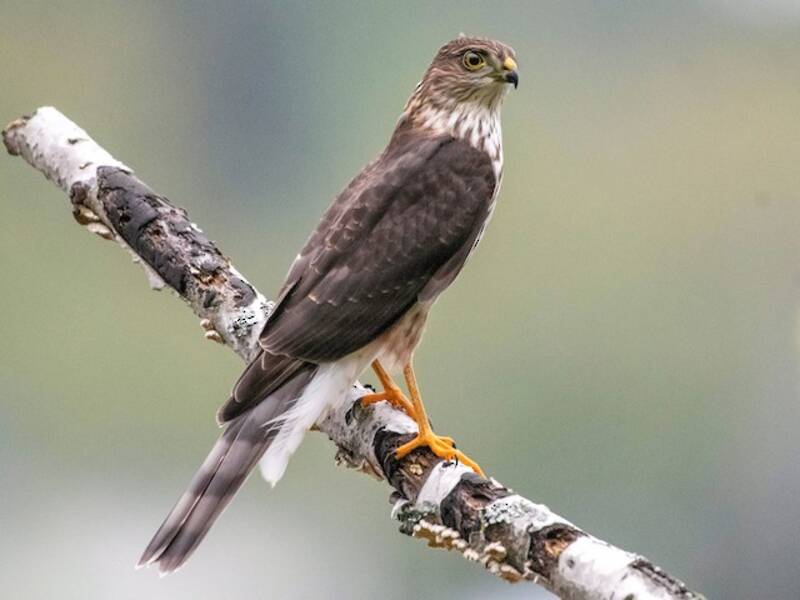 Sharp-shinned Hawk, 照片 3