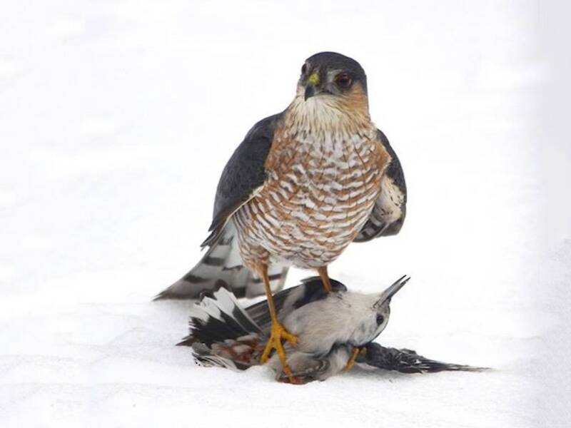 Sharp-shinned Hawk, 照片 4