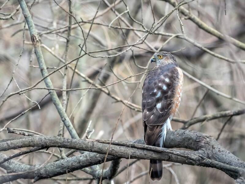 Sharp-shinned Hawk, 照片 2