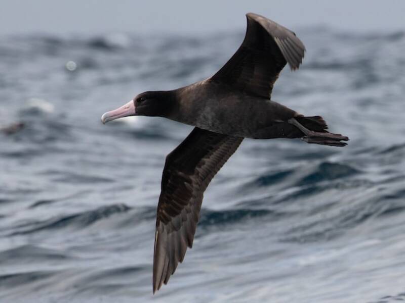 Short-tailed Albatross (Phoebastria albatrus)