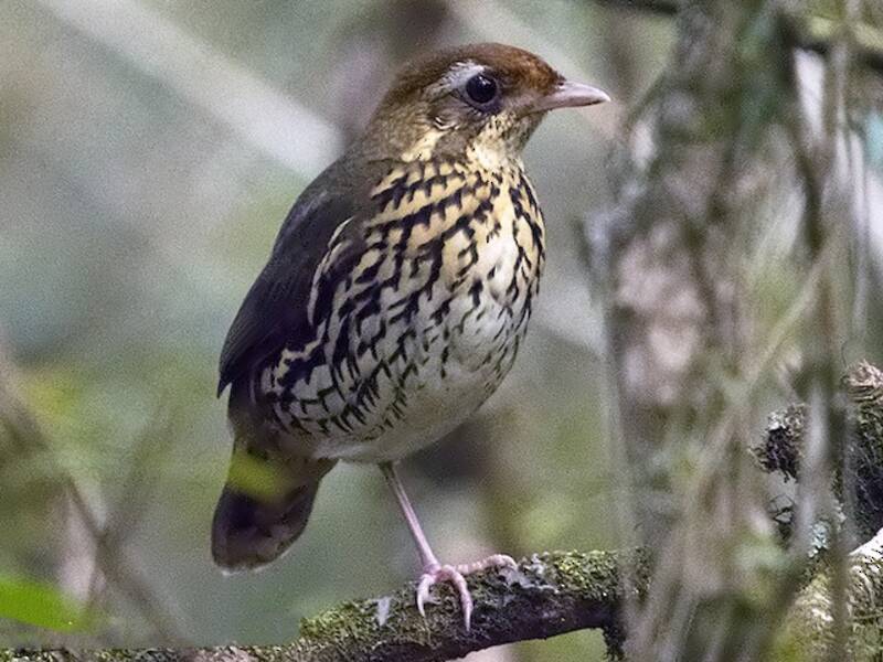 Short-tailed Antthrush, 照片 3