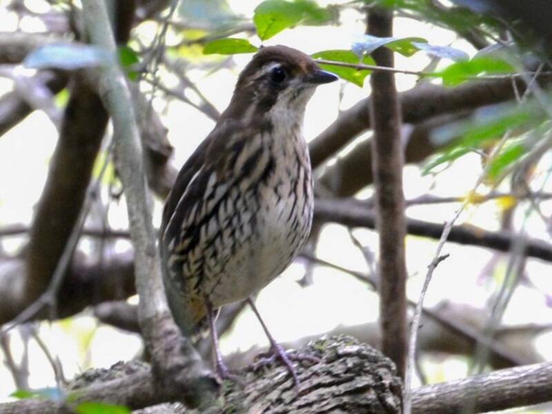 Short-tailed Antthrush, 照片 2