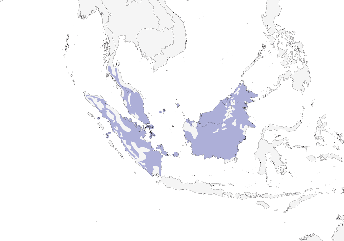 Timalí Colicorto, Distribución 1