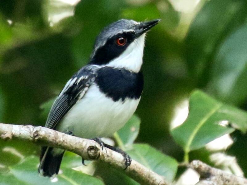 Batis codacorta, Foto 3