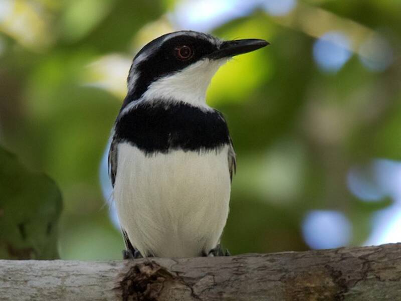 Batis codacorta