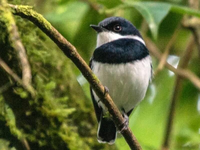 Batis codacorta, Foto 4