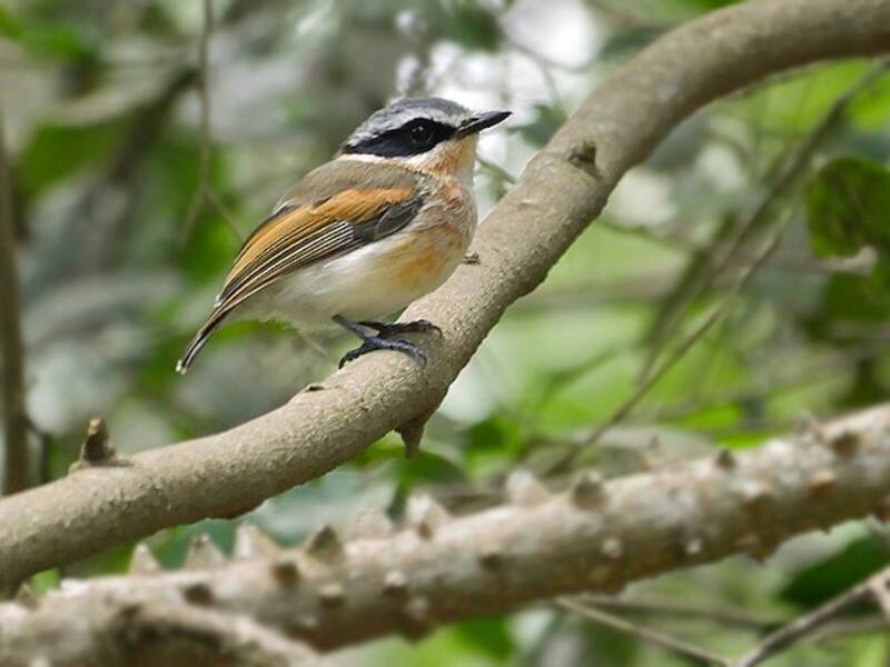 Batis codacorta, Foto 2