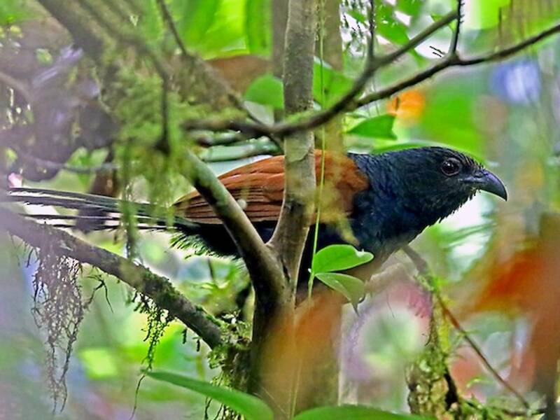 Short-toed Coucal, Photos 3