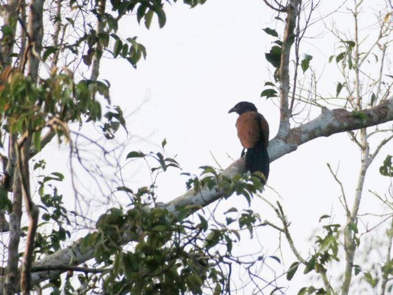 Short-toed Coucal, Photos 2