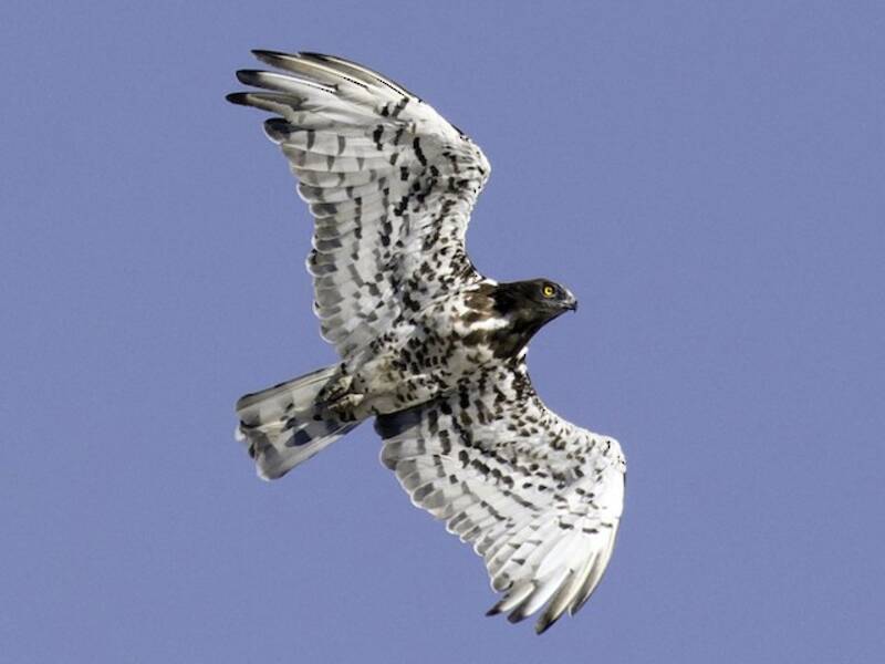 Short-toed Snake-Eagle, 照片 4