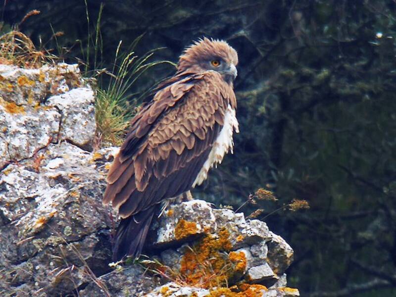 Short-toed Snake-Eagle, 照片 2