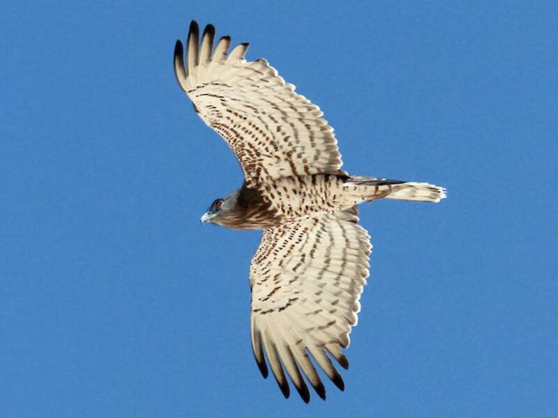 Short-toed Snake-Eagle, 照片 3