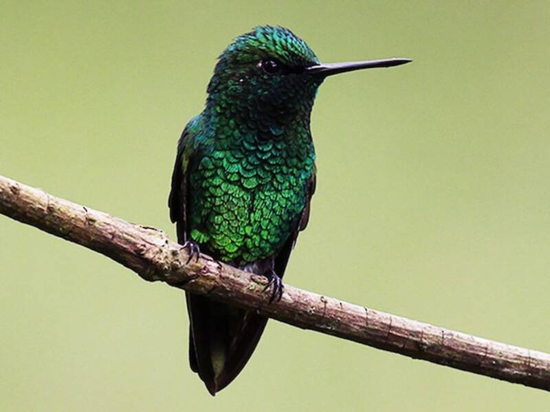 Short-tailed Emerald, Photos 3