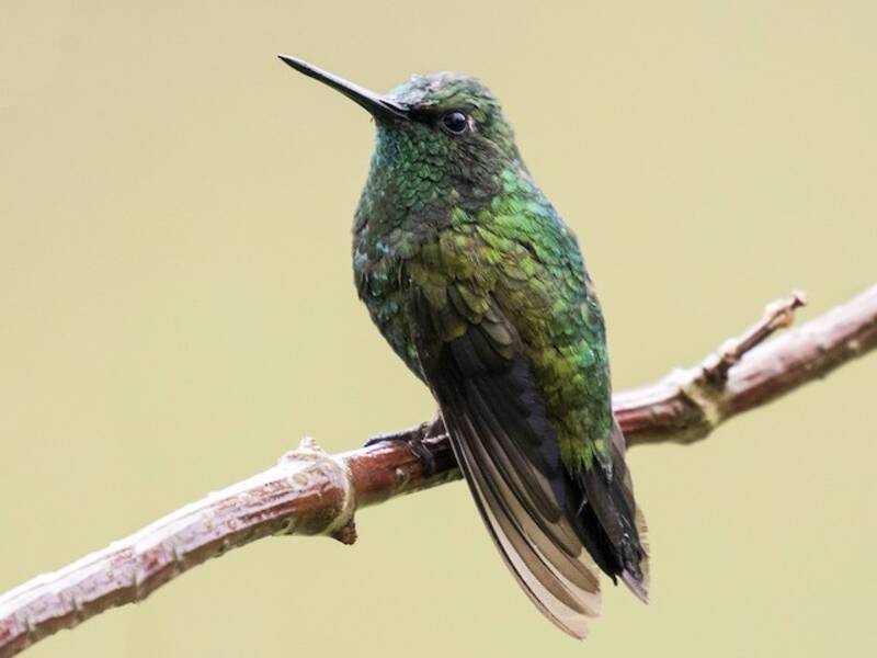 Smeraldo codacorta