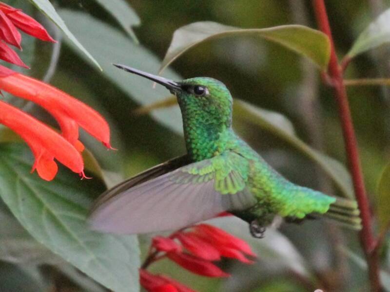 Short-tailed Emerald, Photos 4