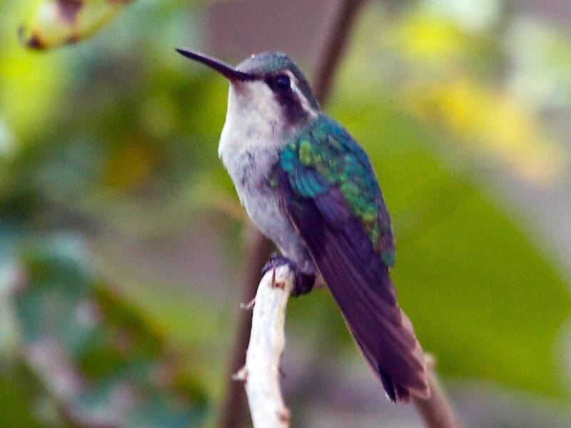 Short-tailed Emerald, Photos 2