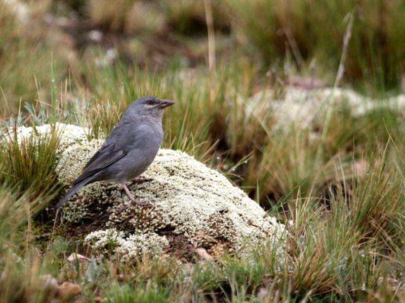 Boulder Finch