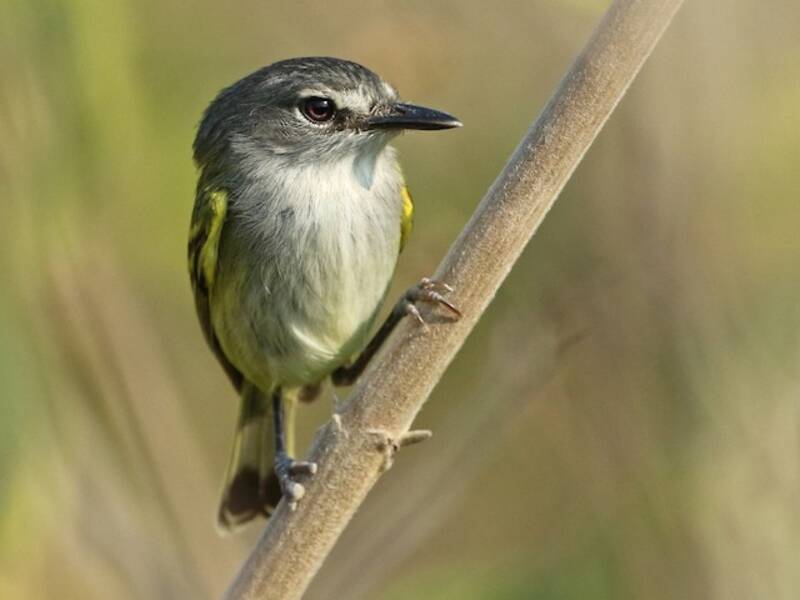 Mosquerito tody cabecigrís