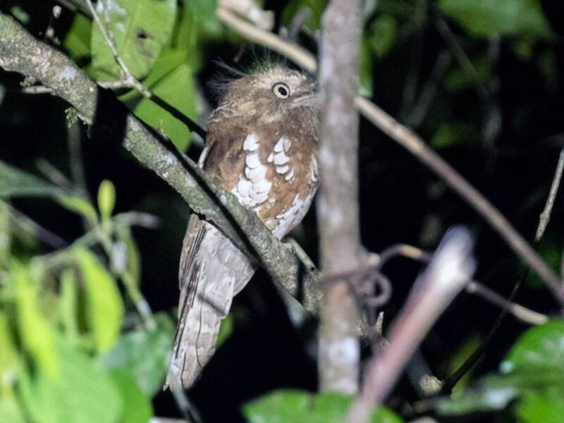 Borneo-Froschmaul, Fotos 2