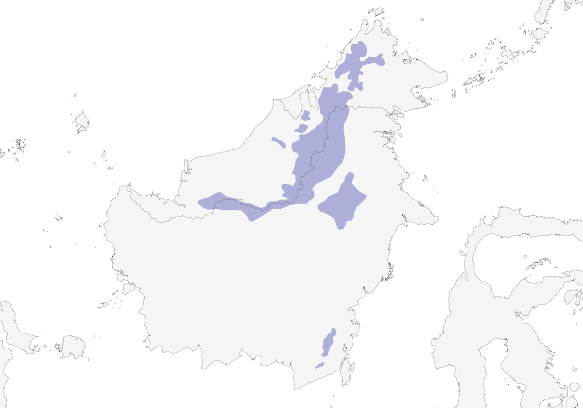 Borneo-Froschmaul, Verbreitung 1