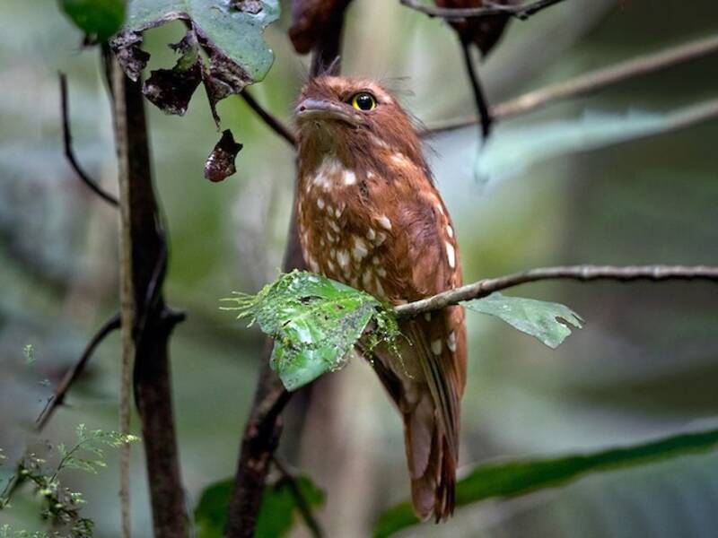 Sumatra-Froschmaul, Fotos 3
