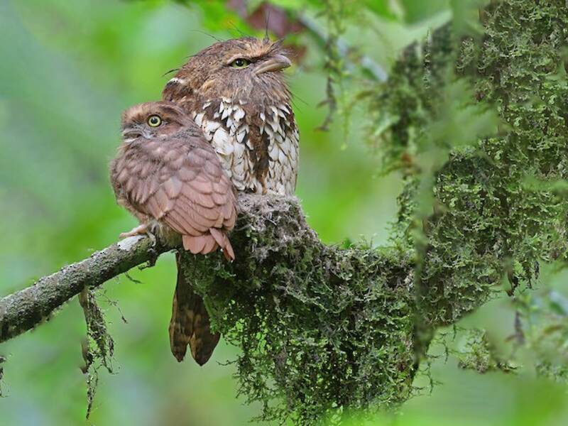 Sumatra-Froschmaul, Fotos 2