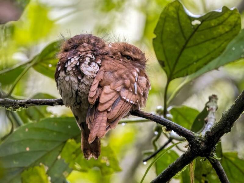 Podargo de Sumatra