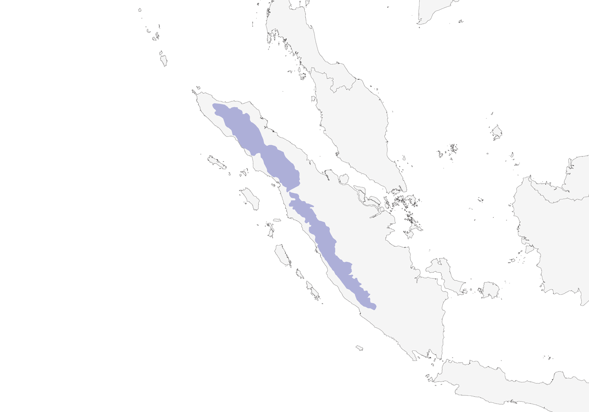 Sumatra-Froschmaul, Verbreitung 1