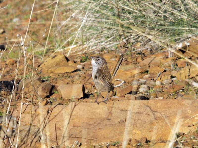 Short-tailed Grasswren