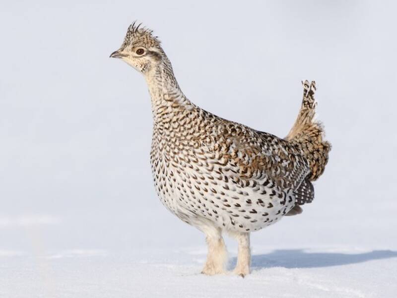 Gallo cedrone dalla coda appuntita, Foto 3