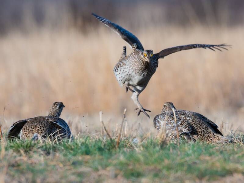 Gallo cedrone dalla coda appuntita, Foto 4