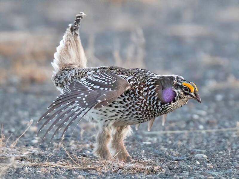 Gallo cedrone dalla coda appuntita, Foto 2