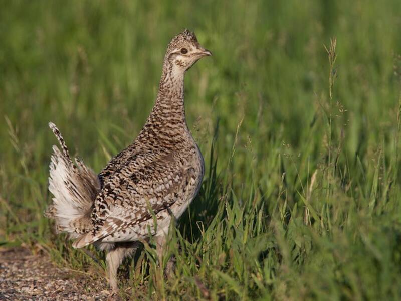Gallo cedrone dalla coda appuntita